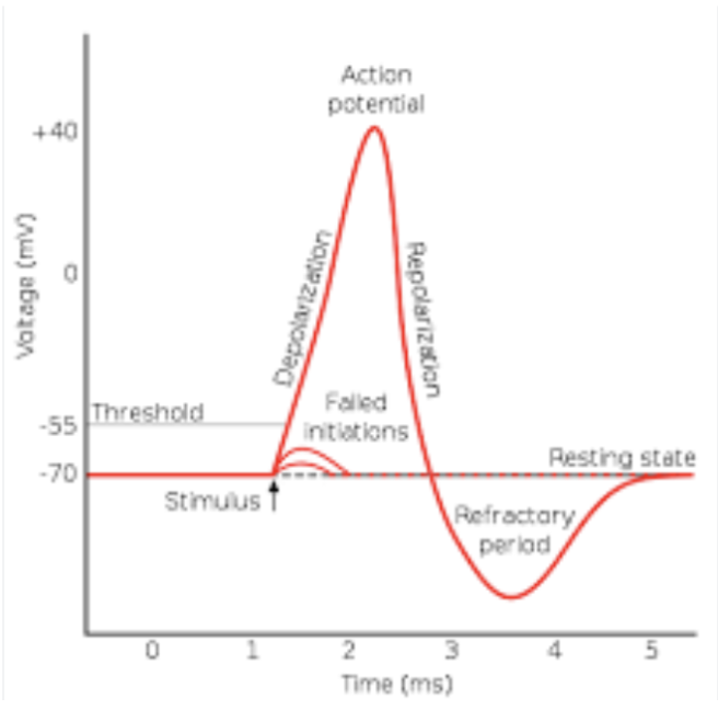 <ol><li><p>Depolarisation</p></li><li><p>repolarisation</p></li><li><p>hyperpolarisation</p></li><li><p>return to resting potential</p></li></ol><p></p>