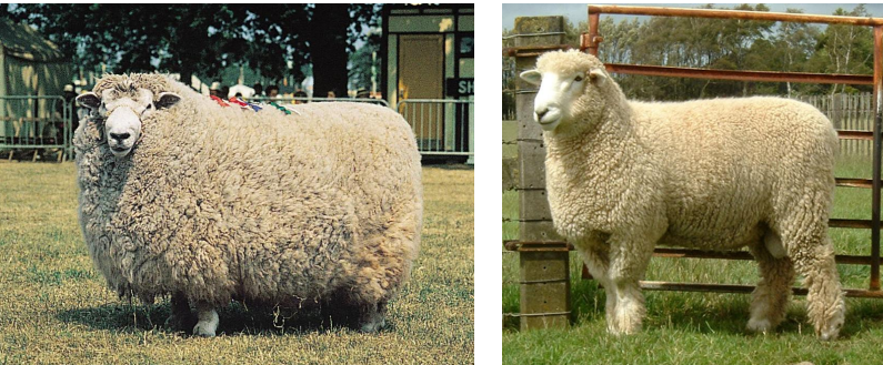 <p>sheep breed with long wool, lowland breed from central and eastern England, rotaion with crops, 32-39u</p>