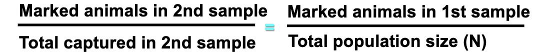 <p>Technique used because species move</p><p>Assume: organisms distribute randomly back in the environ (even though capturing these organisms will alter their behavior)</p><p>They collect, mark release, and then take another sample to estimate how many total organisms</p><p>Not accurate, maybe close, better than nothing</p>