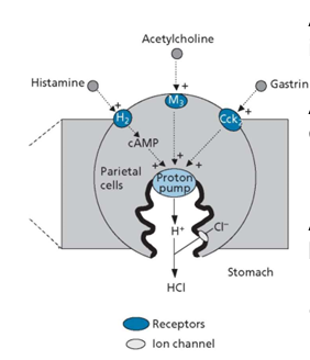 <ul><li><p>ACH - Ca activated </p></li><li><p> Gastrin - Ca activated</p></li><li><p>Histamine - PKA activated - more powerful and fastest</p></li></ul><p></p>