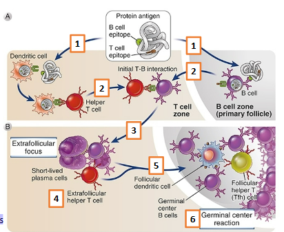 <p><span style="background-color: transparent;">&nbsp;1. Independent recognition of antigen by Th cells and B cells</span></p><p><span style="background-color: transparent;">2. Activated T cells and B cells migrate toward each other and</span></p><p><span style="background-color: transparent;">interact at interface of T-cell zone and B-cell zone</span></p><p><span style="background-color: transparent;">3. T cell-dependent B cell proliferation and differentiation creates</span></p><p><span style="background-color: transparent;">extrafollicular focus (where B cells proliferate, undergo isotype</span></p><p><span style="background-color: transparent;">switching and differentiate into short-lived plasma cells)</span></p><p><span style="background-color: transparent;">5. Tfh cells and activated B cells migrate back to the follicle to</span></p><p><span style="background-color: transparent;">form a cell cluster termed the germinal center.</span></p><p><span style="background-color: transparent;">4. Some T cells develop into follicular helper T cells</span></p><p><span style="background-color: transparent;">6. The late events in B cell response occur in germinal centers,</span></p><p><span style="background-color: transparent;">including affinity maturation, additional isotype switching,</span></p><p><span style="background-color: transparent;">memory B cell generation, &amp; generation of long-lived plasma cells</span></p><p><br></p>