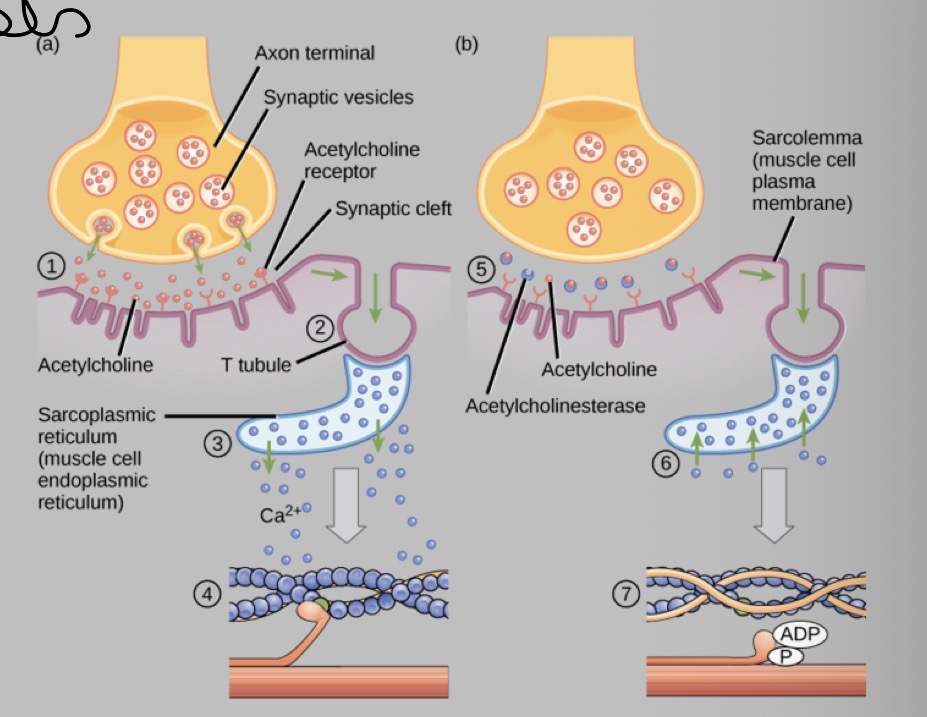 <p>Describe the process of contraction using the diagram </p>