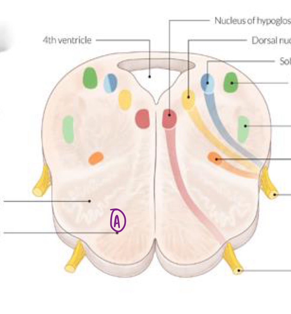<p>What Medulla structure does A represent? </p>