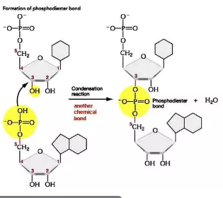 <p>By forming <strong>phosphodiester bonds </strong>(condensation reaction) between the <strong>phosphate group</strong> of one nucleotide and the <strong>sugar</strong> of another.</p>