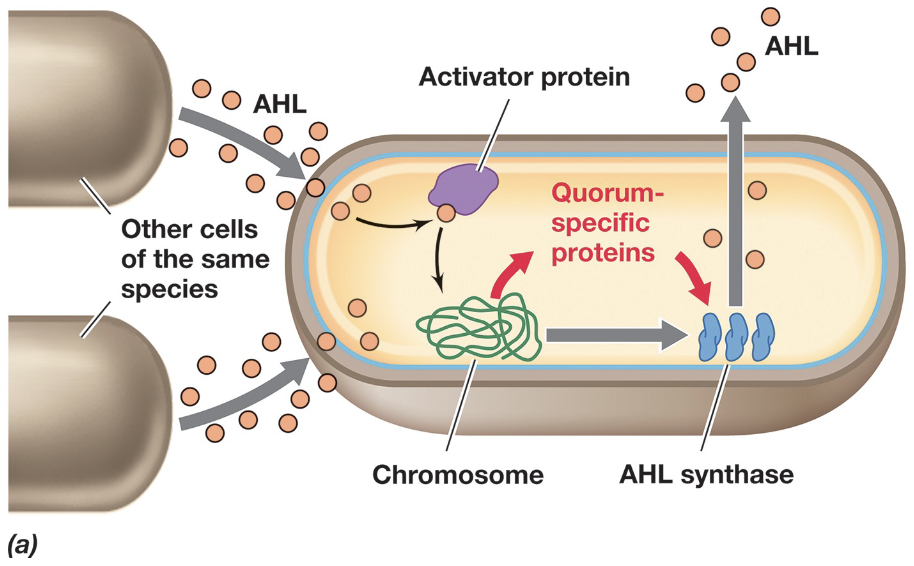 <ul><li><p>Gram-negative bacteria use quorum sensing systems based on species-specific autoinducers called acyl homoserine lactones (AHLs)</p></li><li><p>AHLs are produced constitutively by AHL synthase enzymes and freely diffuse across the cell membrane into the surrounding environment (small, lipid-soluble properties)</p></li></ul><p></p>