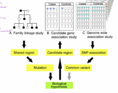 <p>-find a gene everyone in family is carrying ==> behavior associated with it?</p><p>-mutations linked to behaviors? hypothesis with this?</p><p>-ancestory.com = SOOO much data for research; really good!</p>