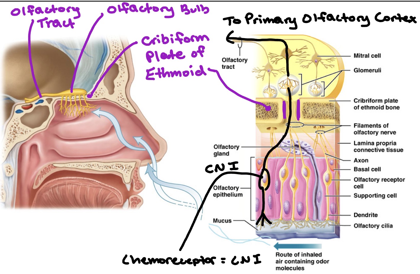 <ul><li><p>CN 1 - Olfactory nerve</p><ul><li><p>Is the chemoreceptor that brings smell to the Primary Olfactory Cortex</p></li></ul></li></ul><p></p>