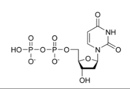 <p>a.) ribose or deoxyribose b.) how many phosphates c.) is the base uracil, thymine, or cytosine? d.) what is it</p>