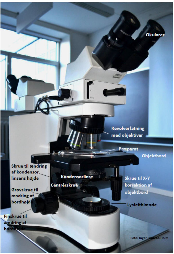 <p>fokuserer lyset på præparatet.</p>