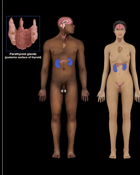 <p><span>Kidney</span></p>