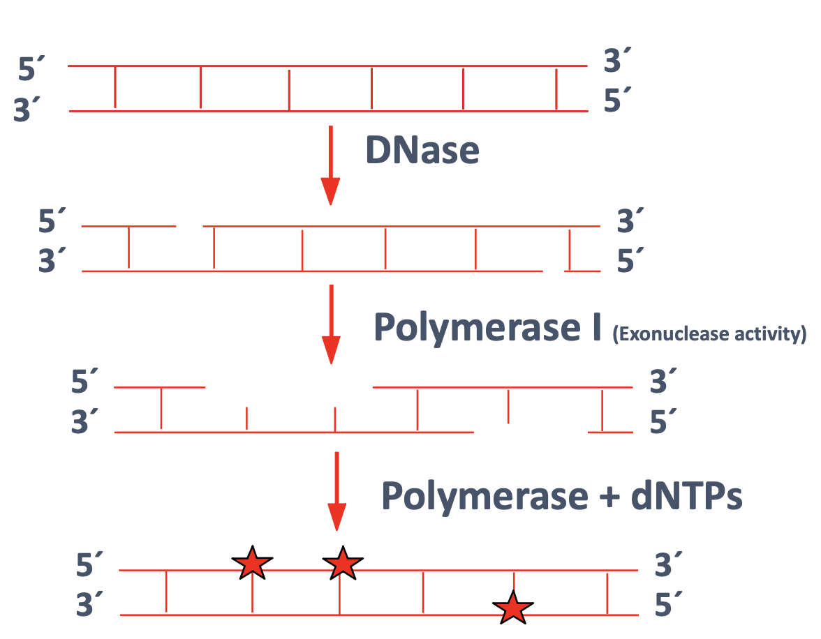 <ul><li><p>Relies on the action of DNase and DNA Polymerase I enzymes</p></li><li><p class="p1">Under limiting conditions, DNase produces nicks</p></li><li><p class="p1">Physical nicking through vortexing is another option sometimes used</p></li><li><p class="p1">Polymerase I acts as an exonuclease to remove nucleotides at the nick sites as well as a polymerase to replace nucleotides, some of which are labeled</p></li><li><p class="p1">DNA is not denatured</p></li></ul><p></p>