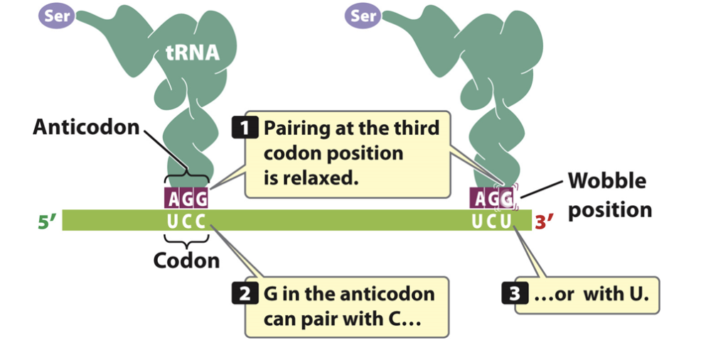 <p>first bases of the codon on tRNA obeyed pairing rules, but the third base in the codon had a more relaxed base pairing, so one tRNA anticodon ca bind with more than one codon </p><p>fixes the problem of having 64 codons but not 64 anticodons on tRNAs </p><p>proposed by Watson and Crick </p>