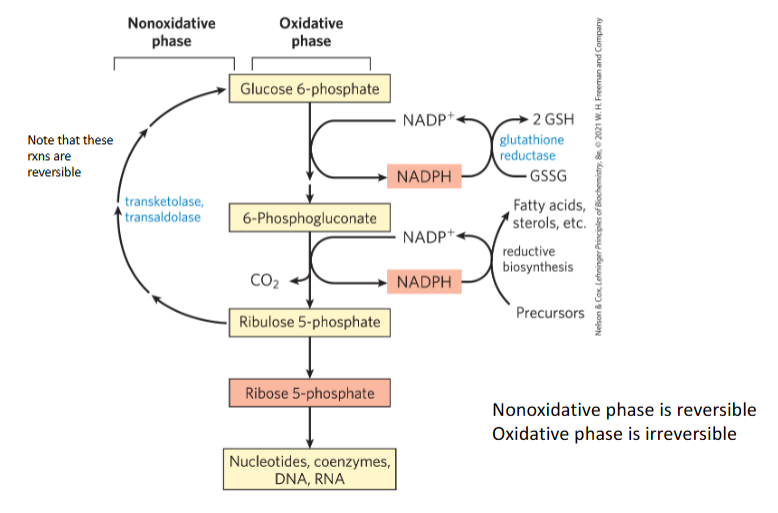<p>What important feature of the transketolase/transaldolase reactions are emphasized in the diagram</p>