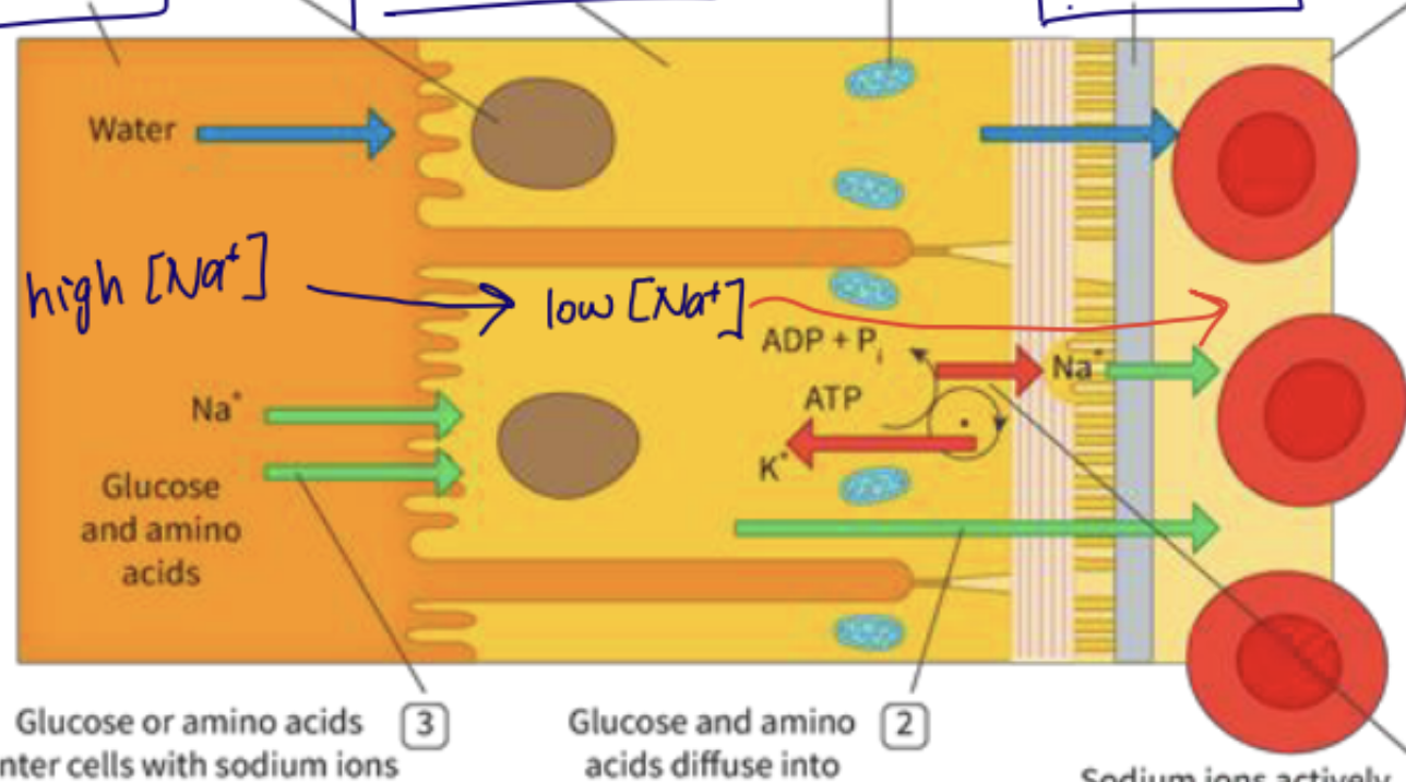 knowt flashcard image