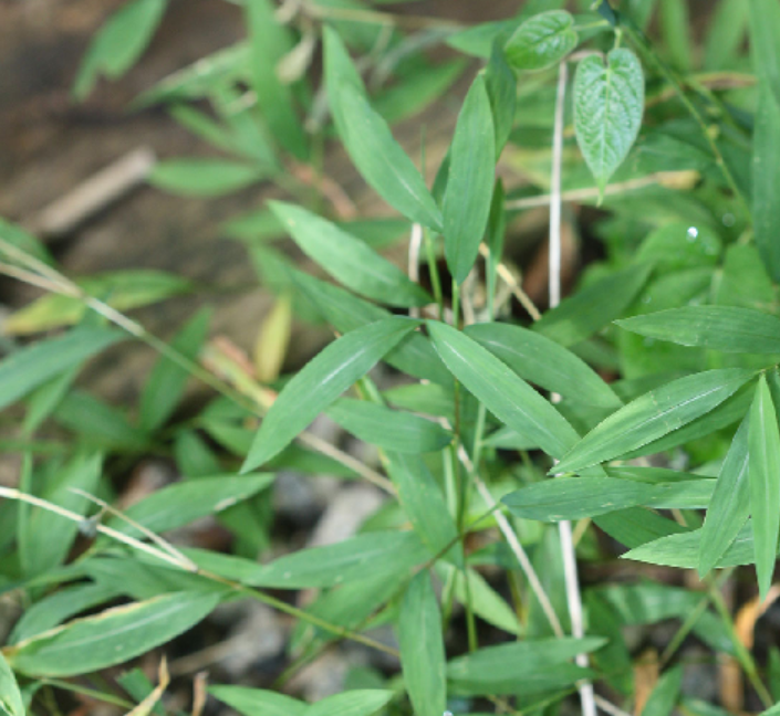<p>Poaceae</p>