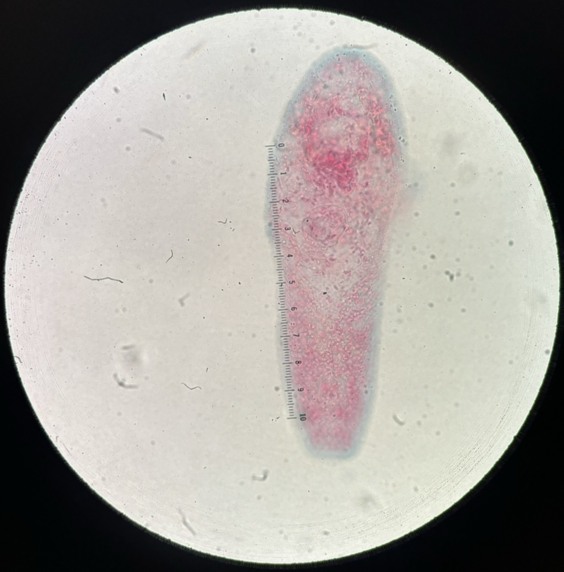 <p>Kingdom?</p><p class="p1">Phylum?</p><p class="p1">Class?</p><p class="p1">Order?</p><p class="p1">Family?</p><p class="p1">Species/Stage?</p>