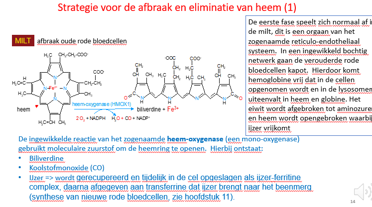 <p style="text-align: left;"><span>Het heem wordt enzymatisch heel snel omgezet naar biliverdine:</span></p><p style="text-align: left;"><span>Het Fe-atoom wordt eruit gehaald en de cyclische tetrapyroolring wordt omgezet in een lineaire tetrapyroolring door het enzym heem-oxygenase.</span></p><p style="text-align: left;"><span>—</span></p><p style="text-align: left;"><span>Hierbij komt ook CO (= koolstofmonoxide) vrij, wat een vasodilaterend gas is.</span></p><p style="text-align: left;"><span>De omzetting van heem naar biliverdine wordt dus ok gebruikt door hemoxigenase in situaties waarbij we CO nodig hebben.</span></p><p style="text-align: left;"></p><p style="text-align: left;"><span>Het afbraakproces van heem naar biliverdine speelt zich normaal gezien niet-gelimiteerd af in de milt in het reticulo endotheliaal systeem (dus monocyte macrofagen????? In de milt).</span></p><p style="text-align: left;"><span>—</span></p><p style="text-align: left;"><span>Het globine zelf wordt afgebroken tot AZ’en.</span></p>