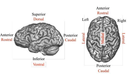 main anatomical axes of the brain