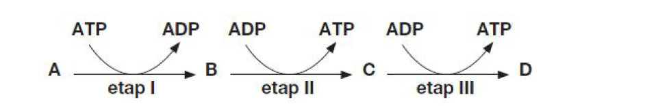 <p>GRUPA B</p><p>15. Na schemacie przedstawiono szlak metaboliczny. Wszystkie jego etapy są katalizowane przez enzymy, a końcowy produkt (substancja D) jest inhibitorem enzymu działającego na etapie I. Podaj numer etapu, na którym zachodzi reakcja kataboliczna. Uzasadnij swoją odpowiedź.</p>