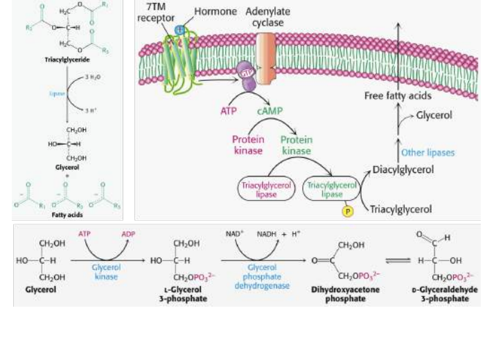 <p>Triglycerdien (uit de voeidng) splitsen in → Glycerol + 3 VZ </p><p>Glycerol kan worden opgenomen </p><ol><li><p>Daarna wordt het gefosforyleerd door Glycerol kinase </p></li><li><p>Daarna wordt het gehydrogeneerd door glycerol fosfaat dehydrogenase </p></li><li><p>Vorming van dihydroxyacetonfosfaat </p></li><li><p>Omzetting naar glyceraldehyde 3-fosfaat (sluit aan op de glycolyse) </p></li></ol><p></p><p></p>