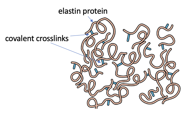 <ul><li><p>Elasticity is provided to the ECM by <strong>stretchable elastic fibers principally composed of elastins</strong></p></li><li><p>these are <strong>rich in glycine and proline</strong>, and the molecules are crosslinked by bonds between lysine residues</p></li></ul><p></p>