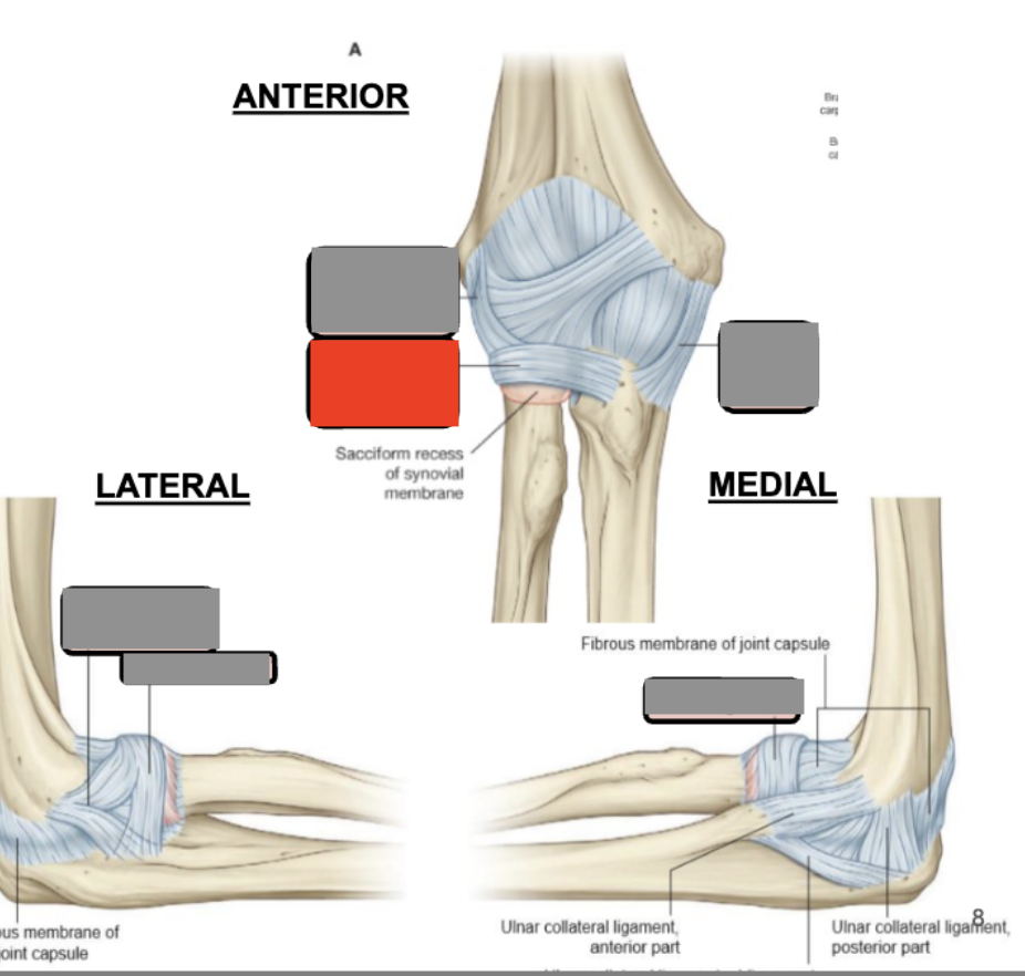 <p>holds head of radius in radial notch of ulna</p>