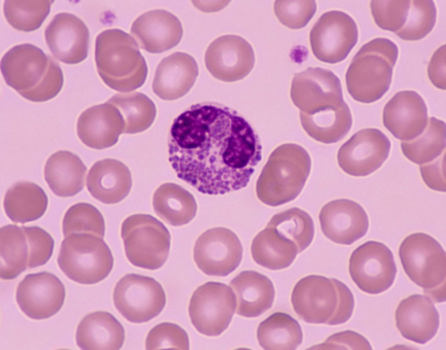 <p>Identify the leukocyte and approximate WBC Differential Ranges </p>