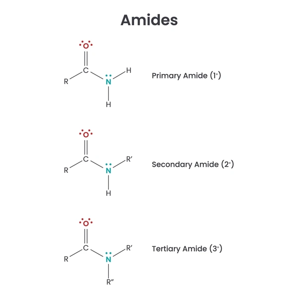 <p>Functional groups that make nucleotide bases basic; also found in proteins.</p>