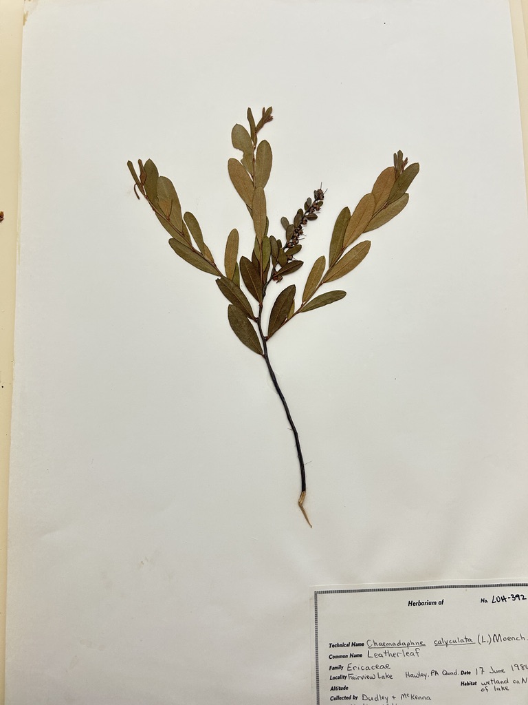 <p>Leatherleaf</p>