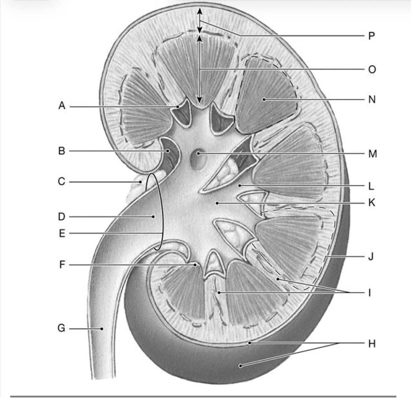 <p>What structure is N?</p>