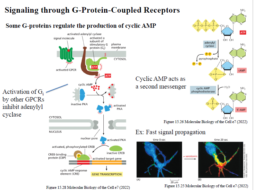<ol><li><p>Ligand aktiverer GPCR</p></li><li><p>Gs aktiveres</p></li><li><p>Gαs aktiverer adenylyl cyclase</p></li><li><p>ATP omdannes til cAMP</p></li><li><p>cAMP aktiverer PKA</p></li><li><p>PKA fosforylerer målproteiner og transcription factors (fx CREB)</p></li></ol><p></p>