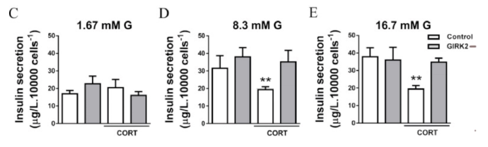 <p>Panels C-E in this next figure show us CORT activity in both control and GIRK2 loss of function beta cells.&nbsp;</p><p></p><p>This data supports the hypothesis that CORT activates GIRK which in turn inhibits insulin secretion. (CORT —> GIRK —| Insulin Secretion)</p><p>Given all the data provided on this page, what ion is moving through the beta cell membrane as a result of CORT activity? Potassium</p>