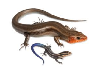 <p><span><span>4 lip scales</span></span></p>