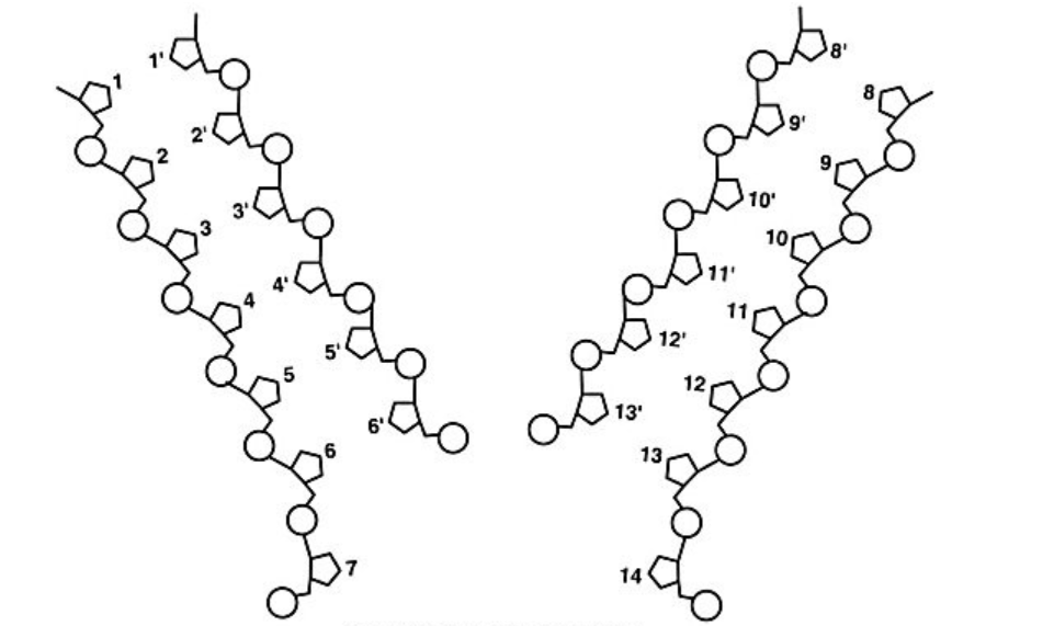 <p>In the figure, if base 4 is adenine, what is base 4'?</p>