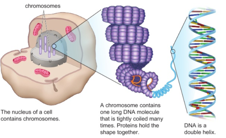 <p>very long molecules of DNA are tightly coiled and packed up with proteins</p>