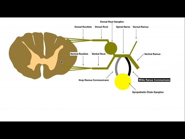 <p>Carries unmyelinated postganglionic sympathetic fibers from the sympathetic trunk back to a spinal nerve; gray rami occur at all spinal nerve levels </p>