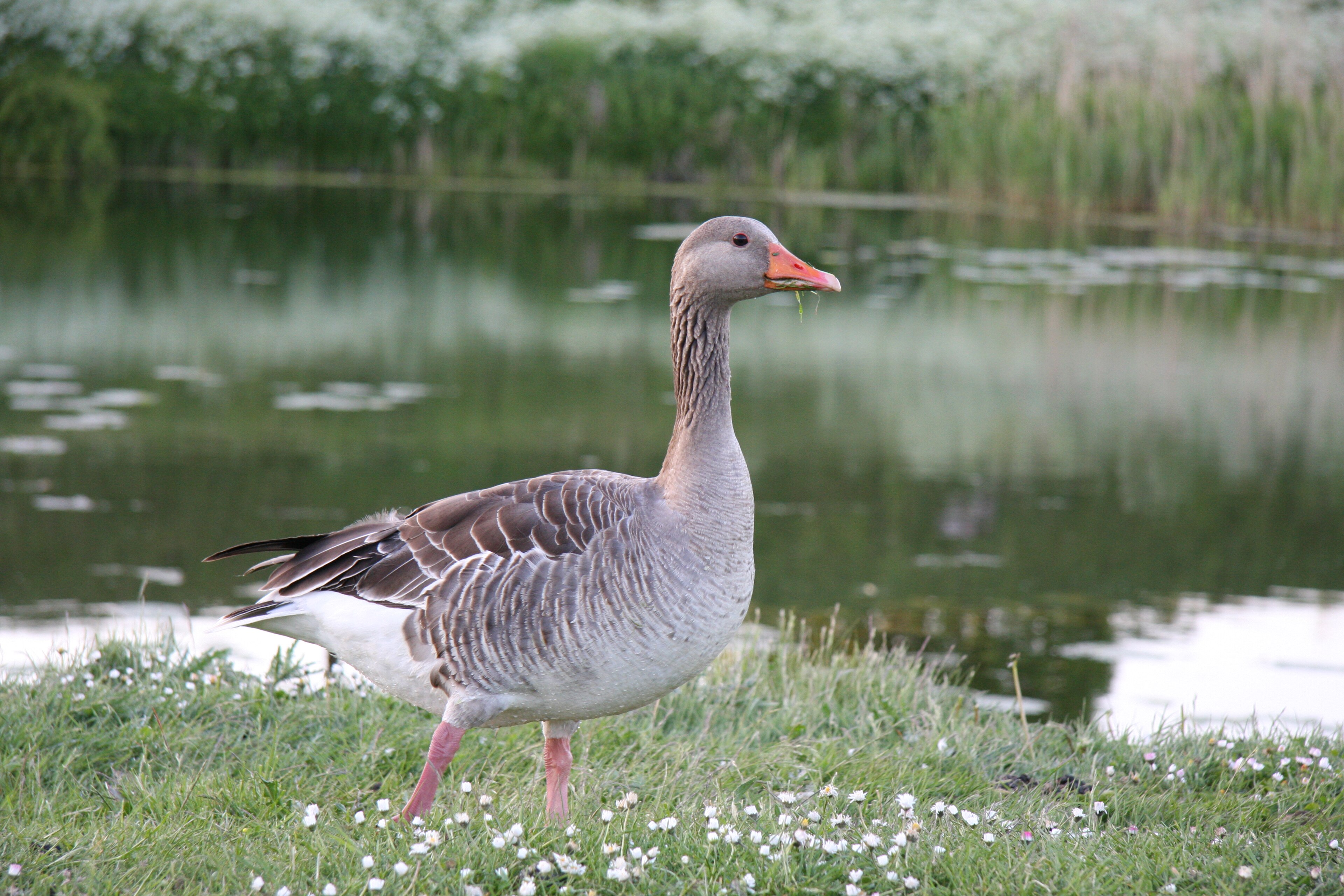 <p>röd näbb, gråbrun, vit stjärt, rosa ben</p>