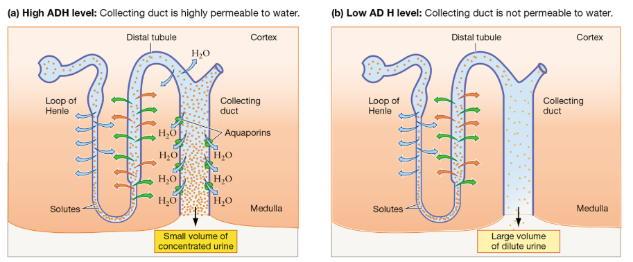 <p>Collecting Duct: Final Water Balance Control</p>
