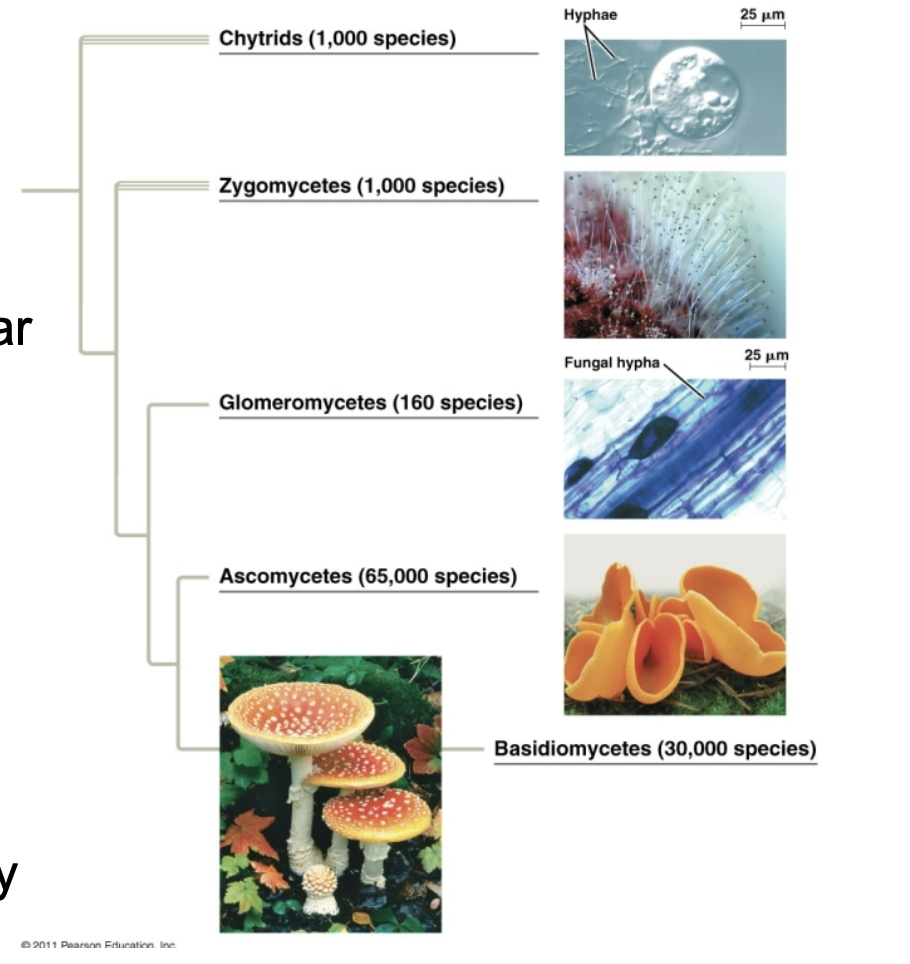 <ul><li><p>Chytrids </p></li><li><p>Zygomycetes</p></li><li><p>Glomeromycetes </p></li><li><p>Ascomycetes</p></li><li><p>Basidiomycetes</p></li><li><p>Ancestor probably similar to chytrids: aquatic and flagellated</p></li><li><p>Lile plants and animals, fungi only colonize land after becoming fairly sophisticated </p></li></ul><p></p>