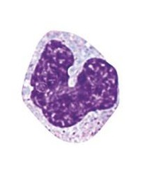 <p>The largest type of white blood cell, aggressive phagocytes that develop into macrophages in tissues.</p>