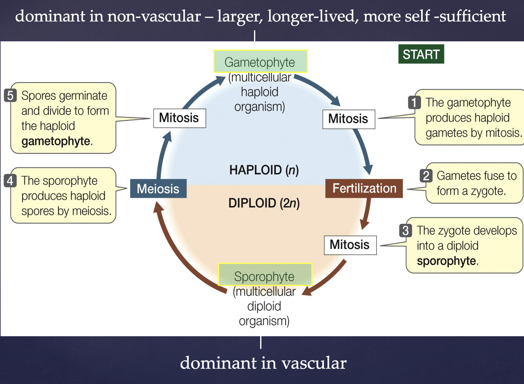 <p>Meiosis produces spores within a sporangium located on the mature sporophyte plant. Spores germinate and develop into gametophytes. The gametophytes produce gametes in organs called archegonia (egg) and antheridia (sperm). Sperm and egg unite to form a zygote via fertilization. This develops into a mature sporophyte plant.</p>