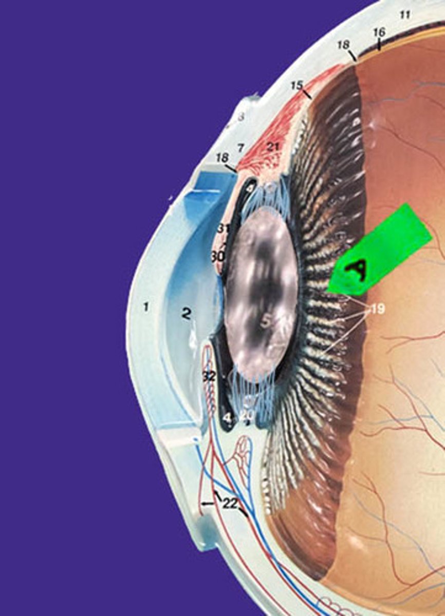 <p>Identify this structure.</p>