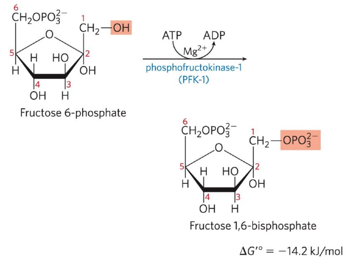 <p>Third reaction: Fructose 6-phosphate + ATP → Fructose-1,6-Bisphosphate + ADP</p><ul><li><p>Phosphofructokinase-1 (PFK-1) catalyses the transfer of F6P to yield F-1,6-BP</p></li></ul><p></p>