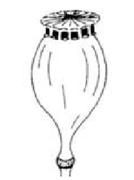 <p>small openings on the top or side</p>