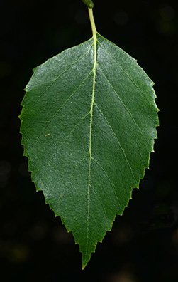 <p>butterfly host species, pickle fruits, uneven and random leaves, sharp teeth</p>