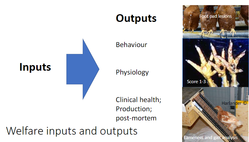 <p><strong>Observation Categories</strong><br> <strong>Behaviour</strong> – how the animal acts<br> <strong>Physiology</strong> – internal responses (e.g., stress indicators)<br> <strong>Clinical health / Production</strong> – disease, injuries, growth, or performance<br> <strong>Post-mortem</strong> – findings after death</p><p><strong>Scoring</strong><br> Examples: <strong>lameness / gait analysis</strong> scored <strong>1–3</strong></p><p><strong>Relation to Inputs</strong><br> Outputs reflect the effects of <strong>management</strong>, <strong>environment</strong>, and <strong>animal factors</strong></p>