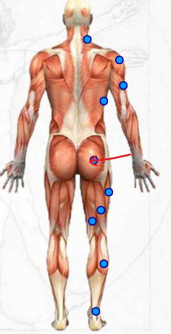 <p>main part of the buttcheeks </p>