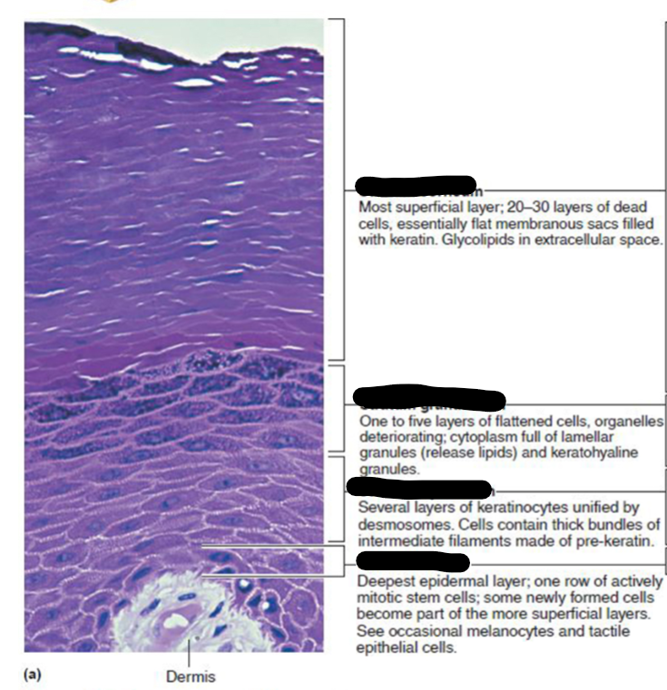 <p>layer and description </p>