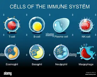 <p>Natural killer (NK) cells</p>
