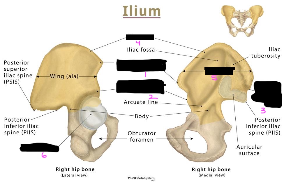 <p>label the diagram of the illiac bone features of the pelvis</p>